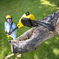 Professional Tree Services in Franklinton, LA